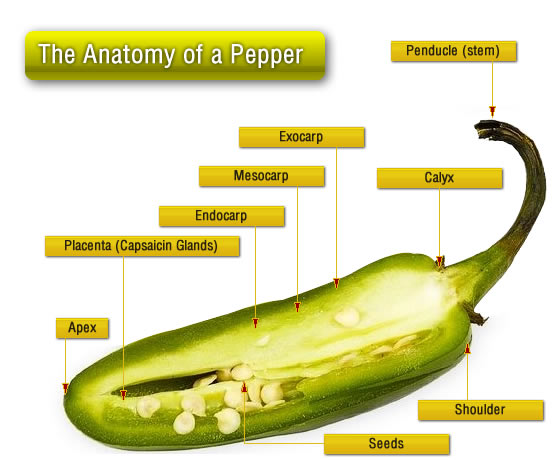 Anatomy of the Jalapeo Pepper